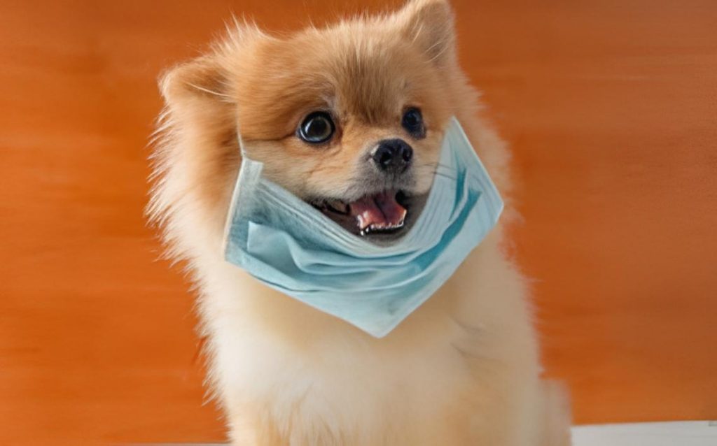 um cão da raça lulu da pomerânia com uma máscara na boca.