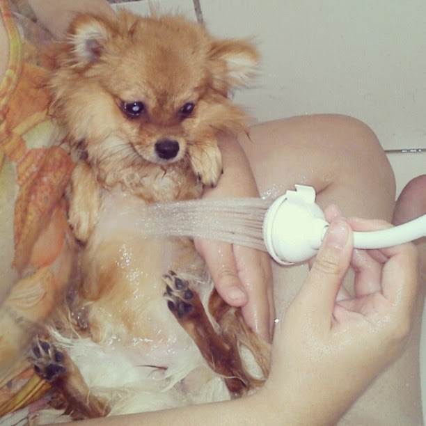 um cão da raça lulu da pomerânia esta sendo lavado por uma tutora