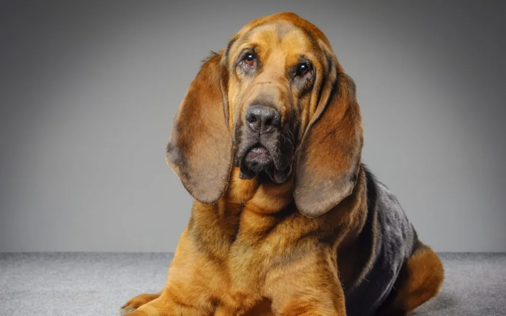um cão da raça  Bloodhound deitado.