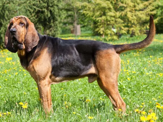 um cão da raça   Bloodhound em um gramado.