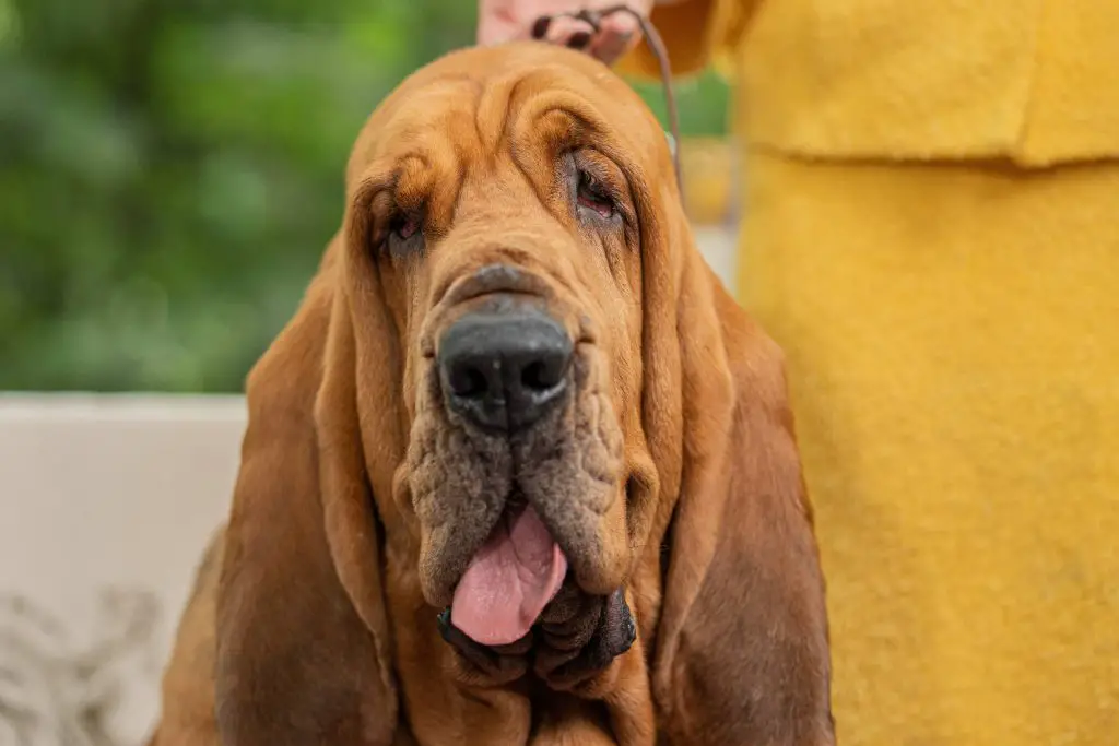 um cão da raça  Bloodhound com a língua de fora.