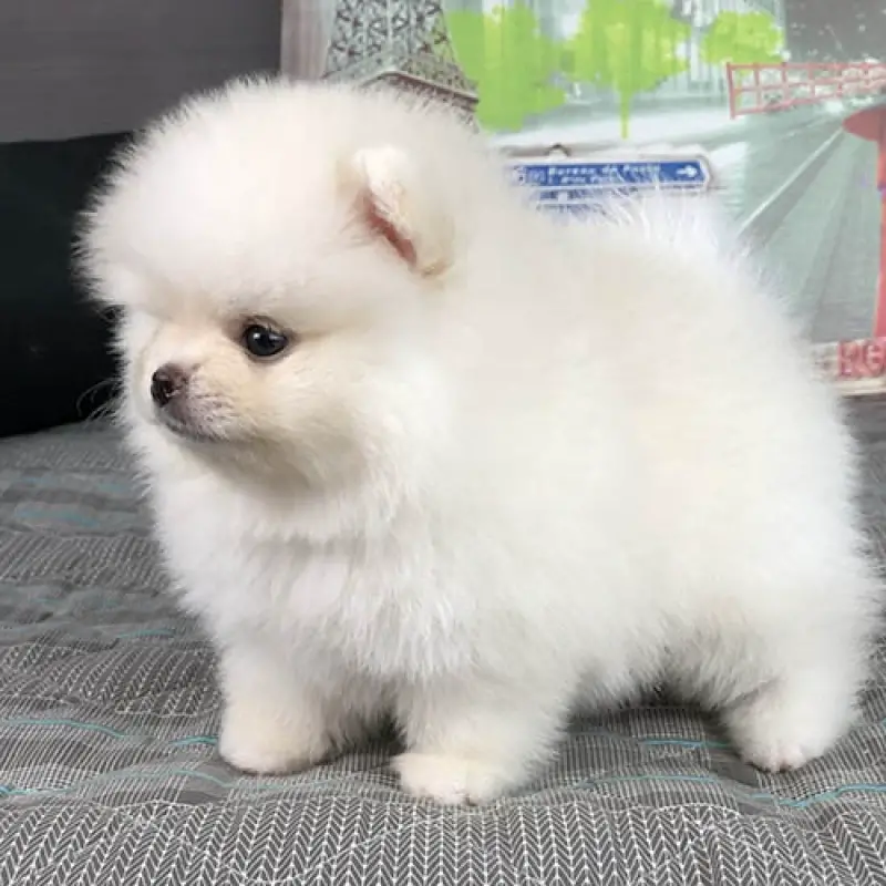 um cão da raça lulu da pomerânia mini na cor branca.