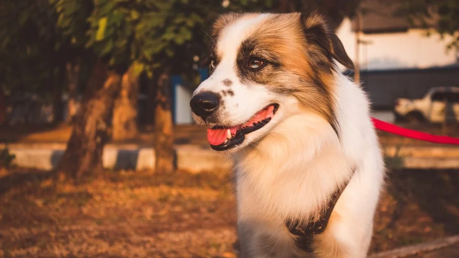 um cão da raça aidi com uma coleira vermelha.