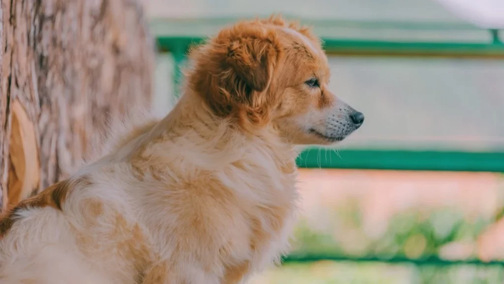 um cão da raça aidi sentado em um parque com árvore.