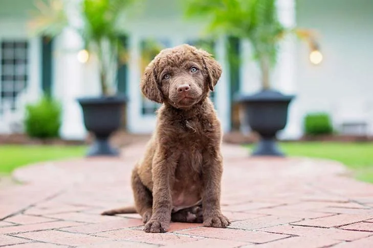 um cão filhote da raça Chesapeake Bay Retriever.