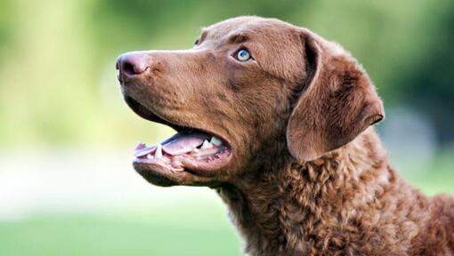 um cão da raça Chesapeake Bay Retriever.