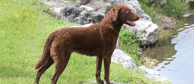 um cão da raça Chesapeake Bay Retriever em um rio com pedras e gramado.
