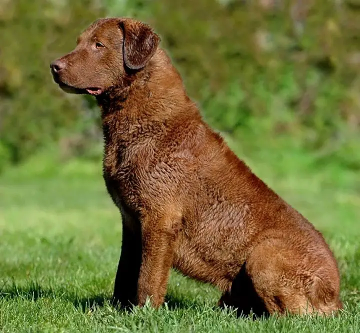 um cão da raça Chesapeake Bay Retriever sentado em um gramado em um dia de sol.