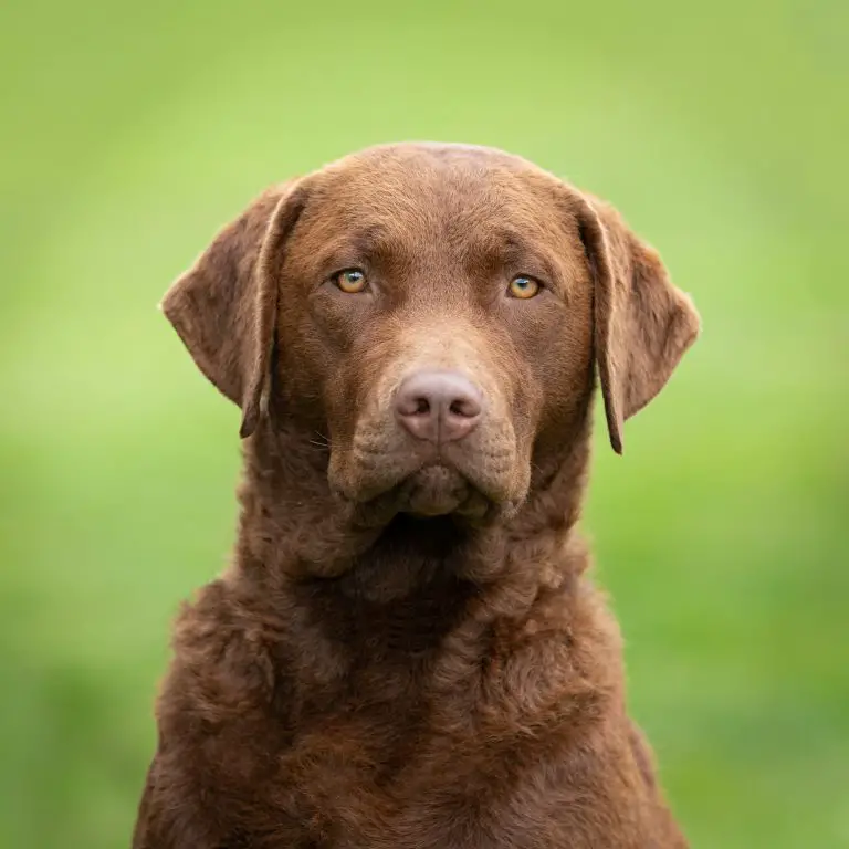 um cão da raça Chesapeake Bay Retriever.