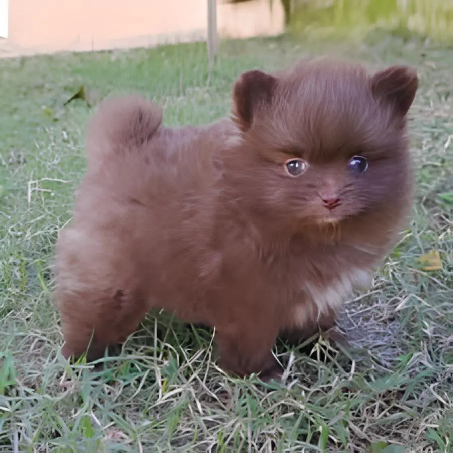 um cão da raça lulu da pomerânia na cor chocolate em um gramado.
