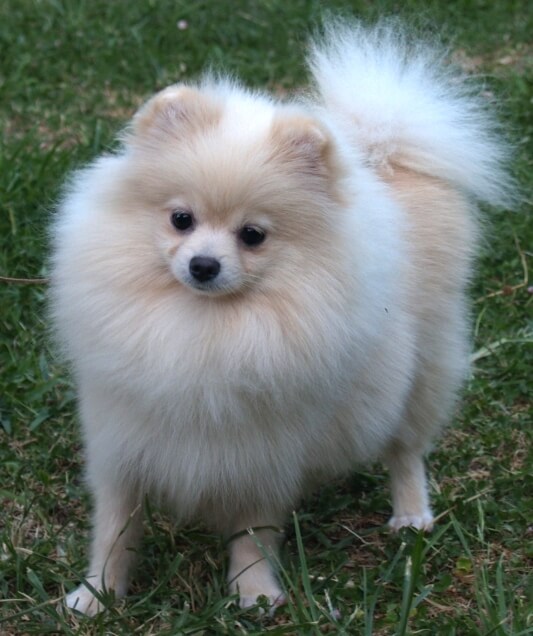 um cão da raça lulu da pomerânia na pelagem creme