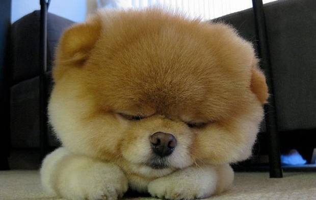 um cão da raça lulu da pomerânia dormindo no chão.