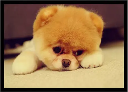 um cão filhote da raça lulu da pomerânia deitada.