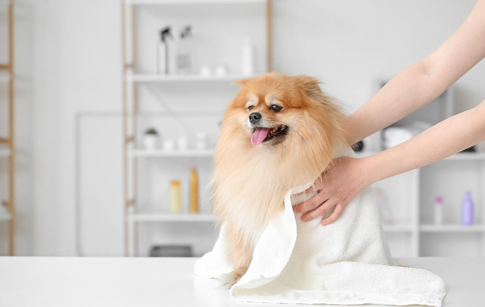 um cão da raça lulu da pomerânia sendo secado após banho em casa.