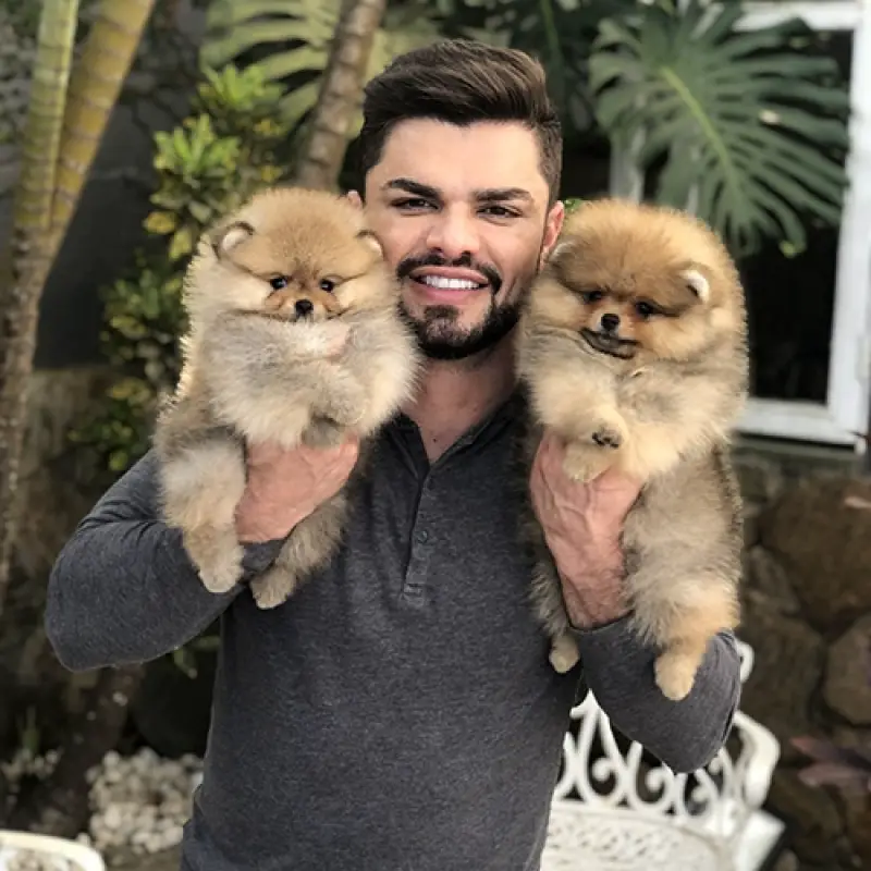 dois cães da raça lulu da pomerânia sendo segurados por um homem em seu colo.