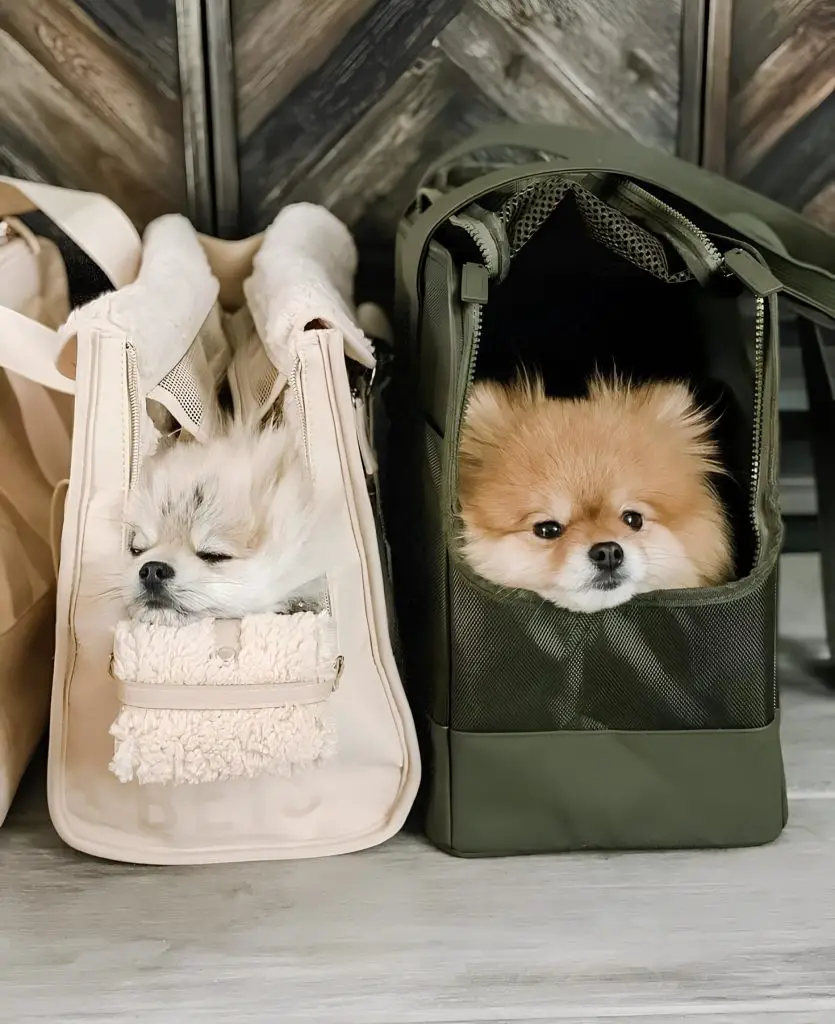 dois cães da raça lulu da pomerânia dentro de bolsa de transporte.