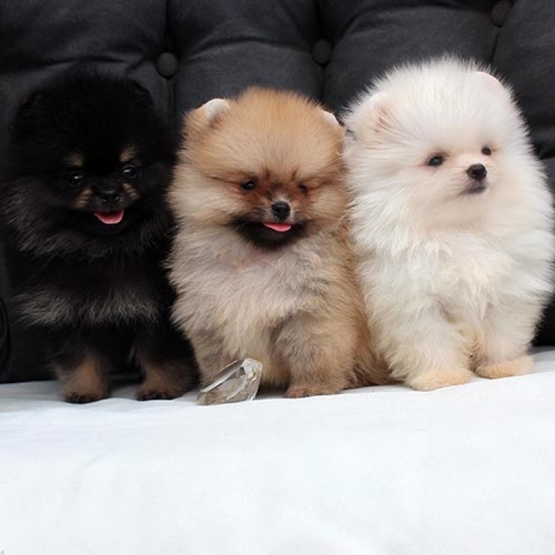 três cães da raça lulu da pomerânia.