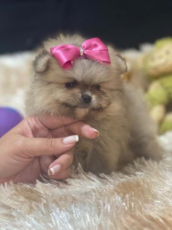 um cão filhote da raça lulu da pomerânia.