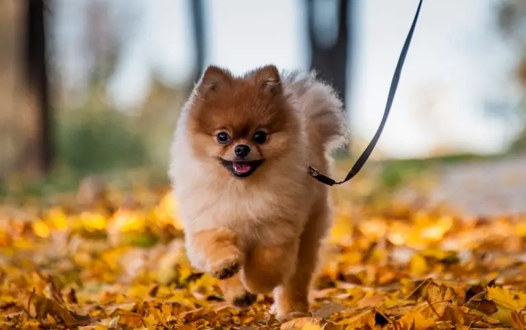 um cão da raça lulu da pomerânia em um bosque em clima de inverno