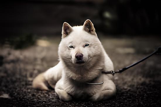 um cão da raça hokkaido deitado ao chão com uma coleira e guia.