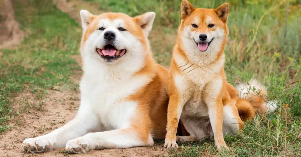 dois cães da raça hokkaido deitados em um gramado.