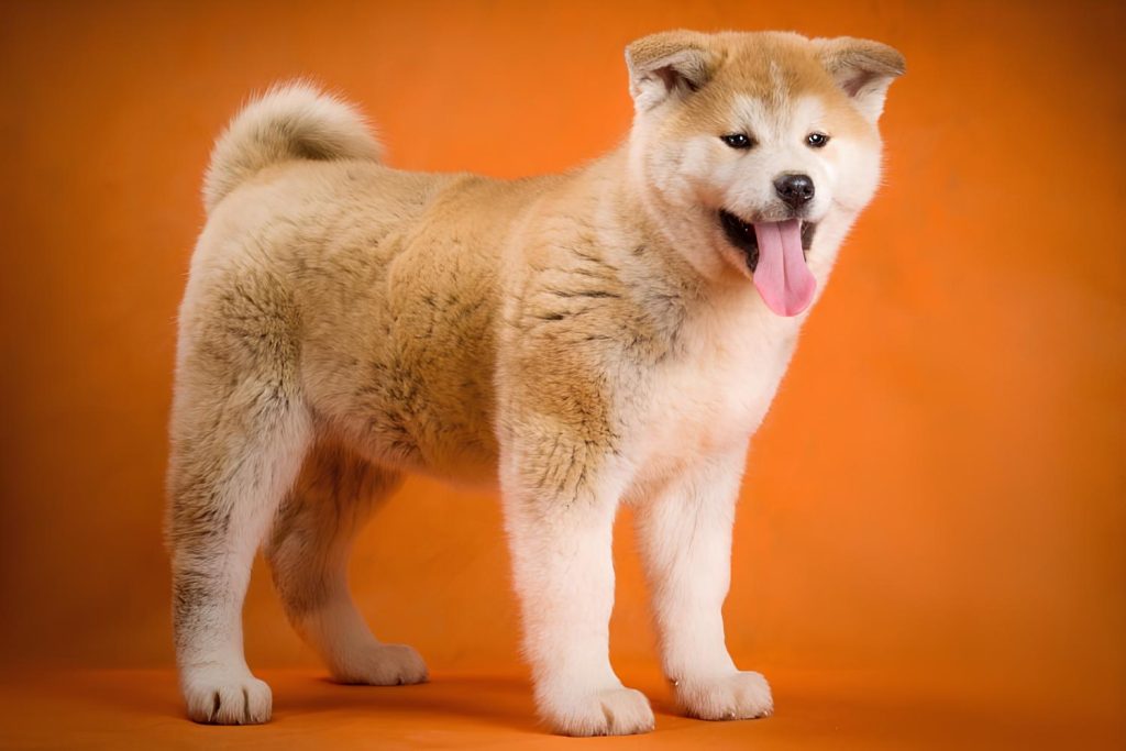 um cão da raça hokkaido.