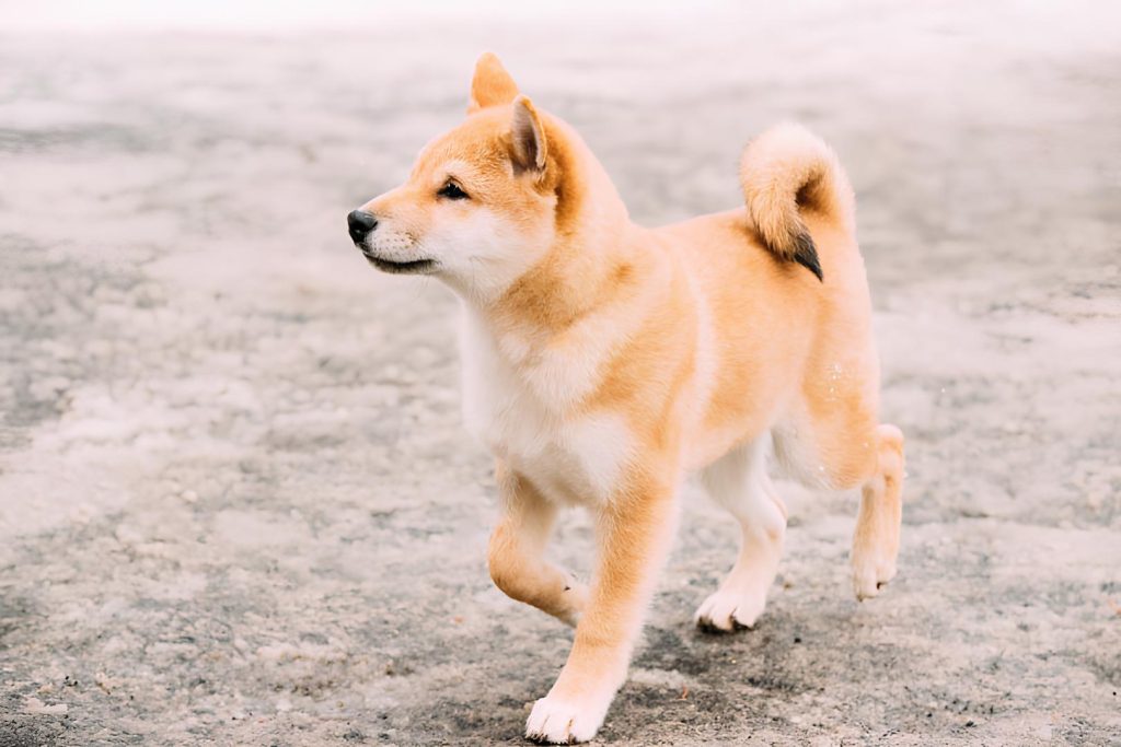 um cão da raça hokkaido.
