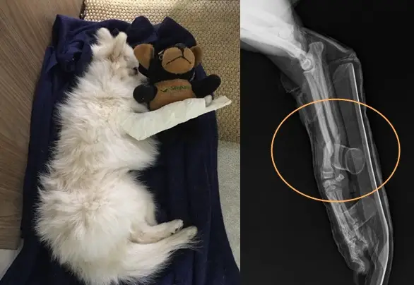 um cão da raça lulu da pomerãnia deitado em cima de um lencol com ursinho de pelúcia ao seu lado, pois ele teve fratura de tíbia.