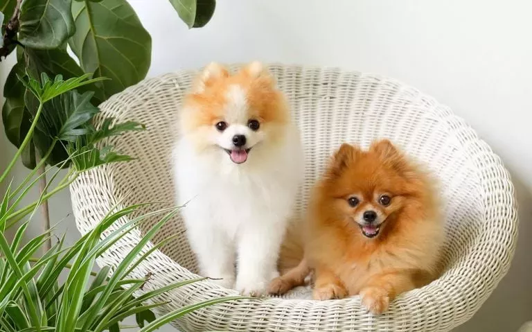 dois cães da raça lulu da pomerânia sentados em uma cadeira.