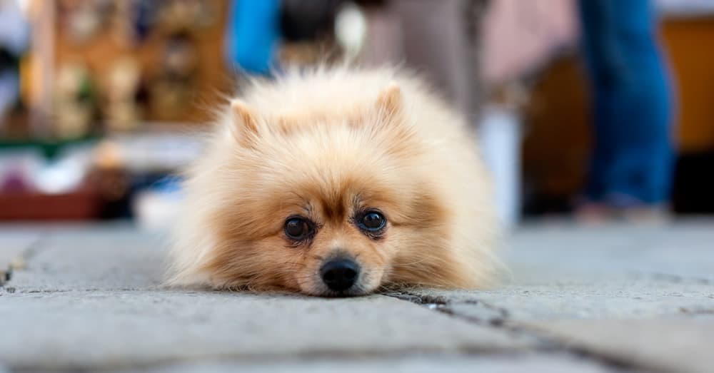 um cão da raça lulu da pomerânia idoso deitado ao chão.