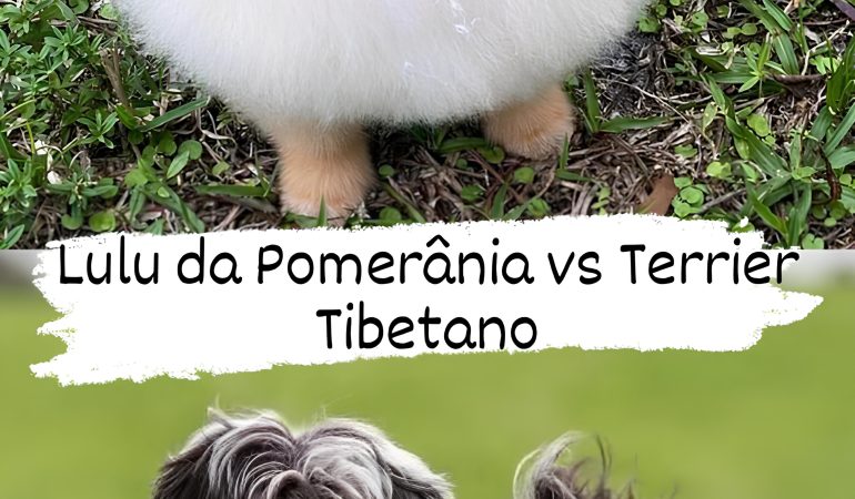 Dois cães, sendo da raça lulu da pomerânia e outro terrier tibetano.