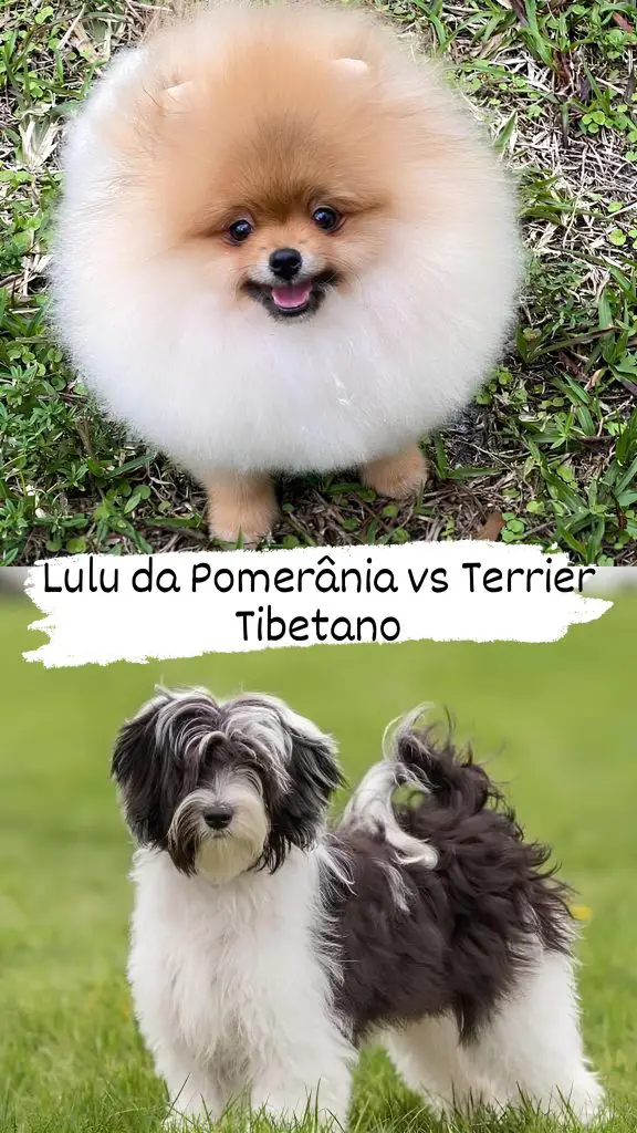Dois cães, sendo um da raça lulu da pomerânia e outro terrie tibetano.