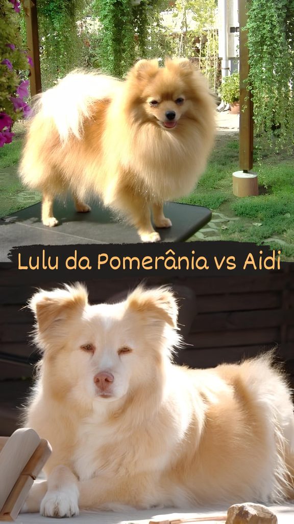 Dois cães, sendo um da raça aidi e outro lulu da pomerânia.