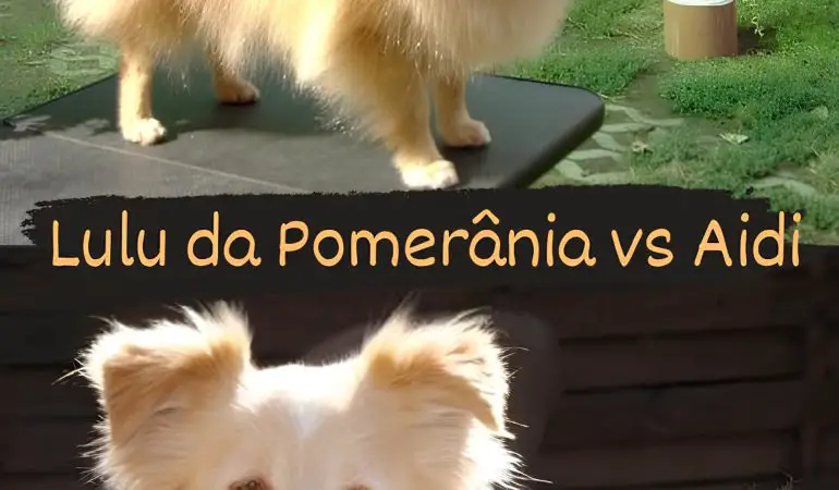 Dois cães, sendo um da raça lulu da pomerânia e outro Aidi.