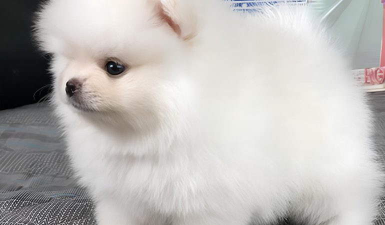 um cão da raça lulu da pomerânia mini branco.