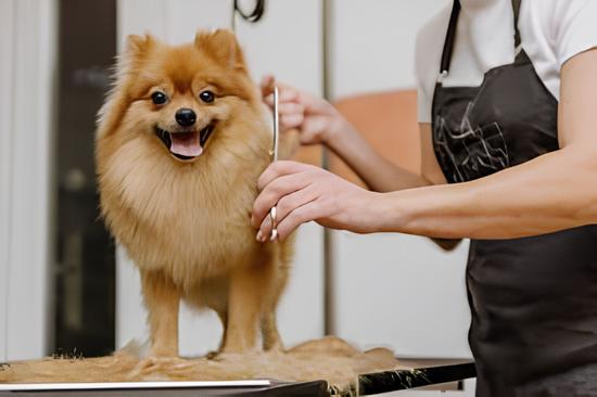 um cão da raça lulu da pomerânia sendo tosado em um pet shop por uma funcionária.