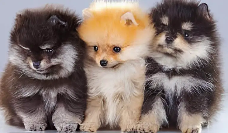 três cães da raça lulu da pomerânia com cores de pelagens diferentes.