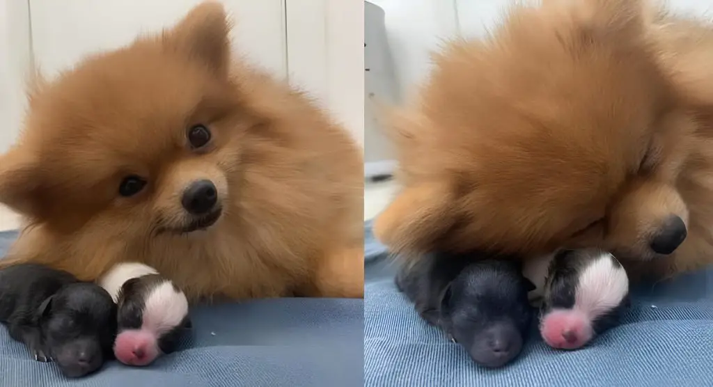uma cadela da raça lulu da pomerânia com seus filhotes recem nascidos.
