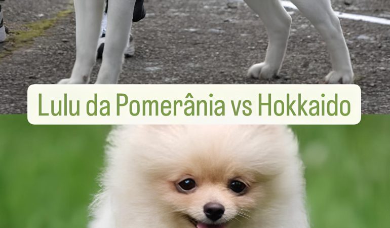 Um cão da raça lulu da pomerânia e outro hakkito.