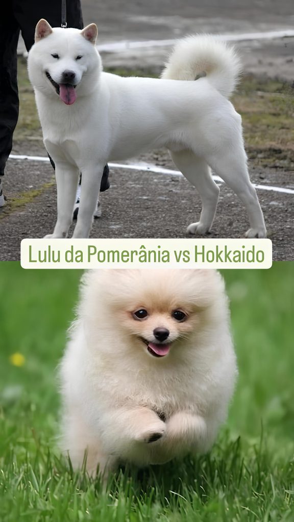 um cão da raça lulu da pomerânia e outro Hokkaido.