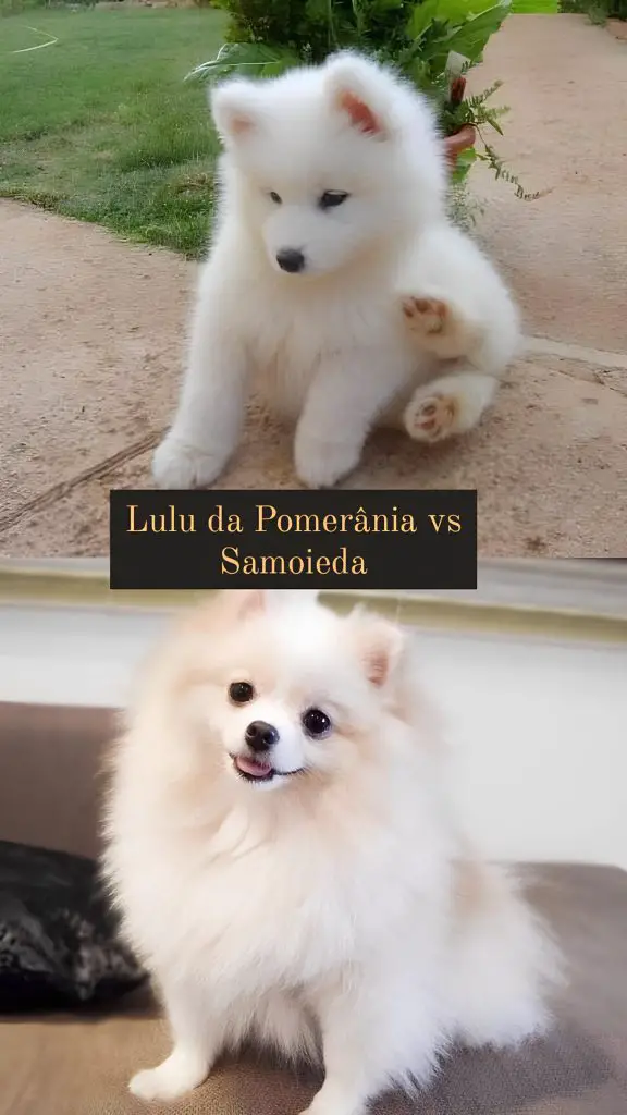 Dois cães, sendo um da raça lulu da pomerânia.