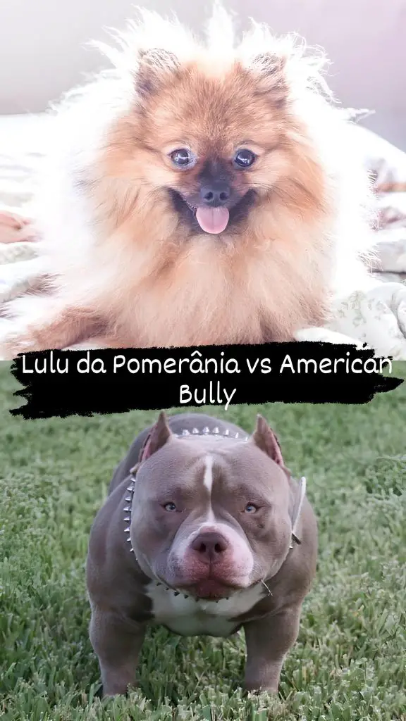 Dois cães, sendo um da raça lulu da pomerânia e outro american bully.