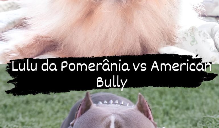 Dois cães, sendo um da raça lulu da pomerânia e outro american bully.