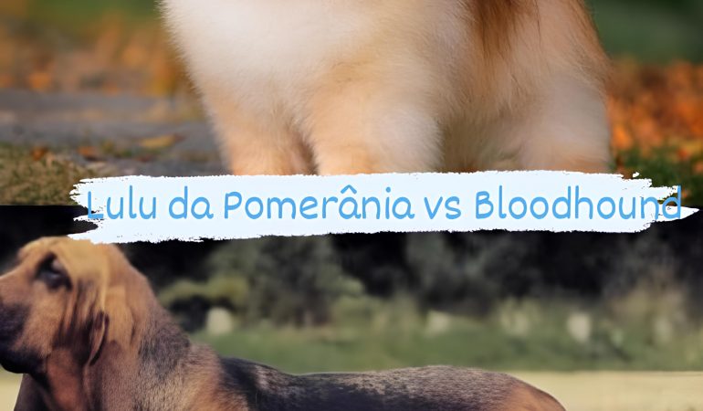 Dois cães em um gramado, sendo um da raça lulu da pomerânia e outro bloodhund.
