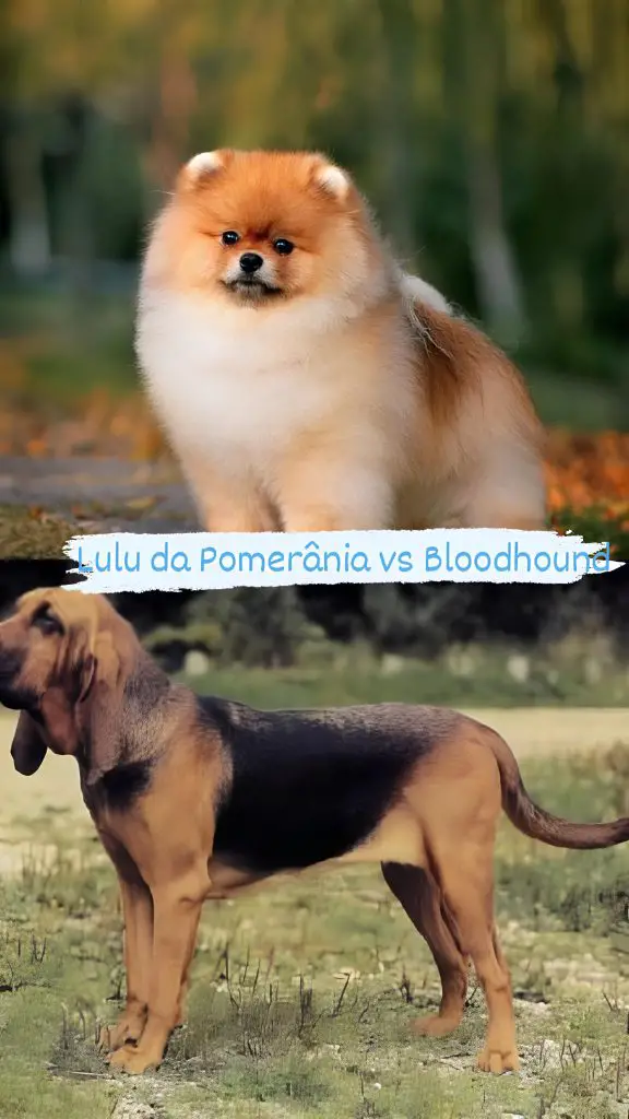 Dois cães sendo um da raça lulu da pomerânia e outro  Bloodhound