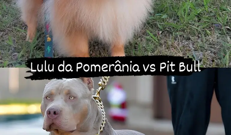Dois cães, sendo um da raça lulu da pomerânia em um gramado e outro pit bull com um enforcador sendo segurado por seu tutor.