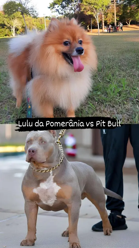 Dois cães, sendo um da raça lulu da pomerânia em um gramado e outro pit bull com um enforcador sendo segurado por seu tutor.