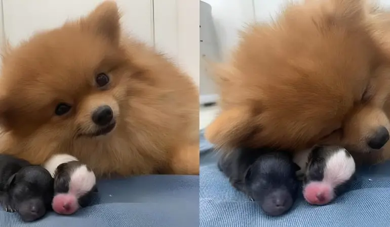 Uma cadela da raça lulu da pomerânia com seus filhotes recém nascidos .