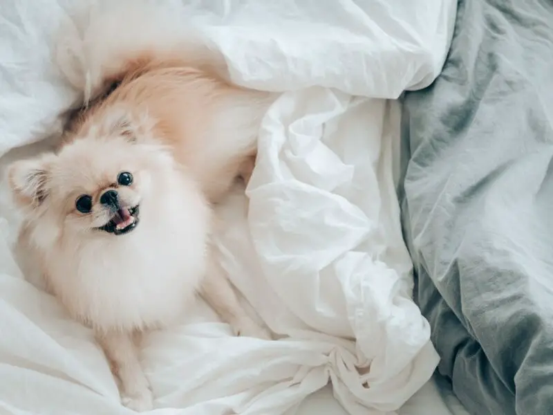 um cão da raça lulu da pomerânia deitado em cima de edredons na cor branca.