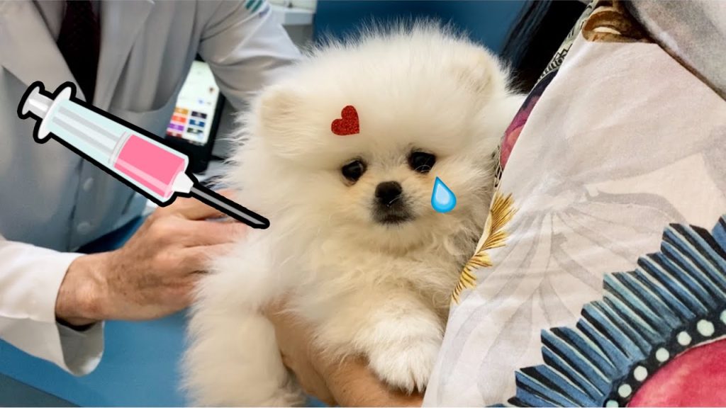 um cão da raça lulu da pomerâni em um consultório veterinário recebendo uma vacina.